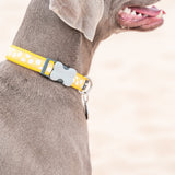 Red Dingo Collars