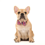 Big & Little Dogs Collar & Bow Tie Princess-asaurus