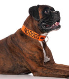 Friendly Dog Collars Semi Slip Collar No Dogs