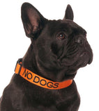 Friendly dog Collars Clip Collar No Dogs